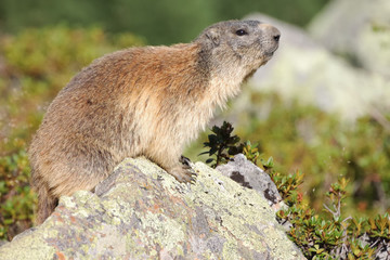 Marmotte sauvage en Suisse