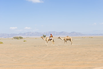 Fototapeta na wymiar Pustynia Oman Wahiba