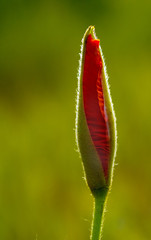 Obraz premium Poppy bud