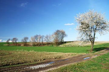 Obraz premium Flowering tree