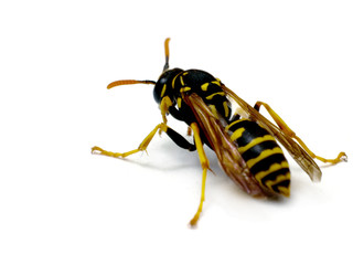 Wasp