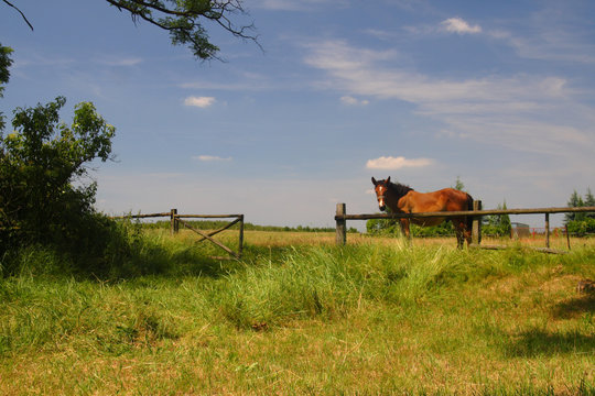 Horse 02