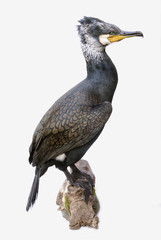 Kormoran