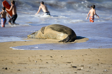 Naklejka premium Monk Seal and Children on Beach