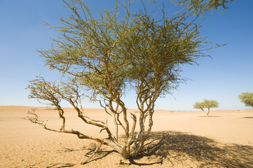Wahiba Desert Oman