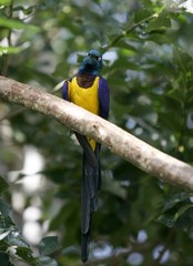 Blue and yellow african bird
