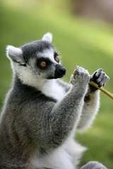 Madagascar Ring Tailed Lemur