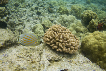 Fototapeta na wymiar Ornate Butterflyfish