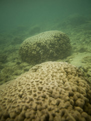 Fototapeta premium Corals