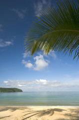Coconut palm leaf on a beach