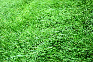 grass texture