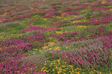Obraz premium Gorse and heather