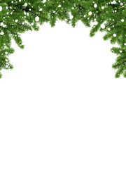 Coniferous frame