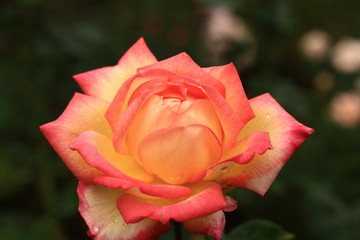 秋のバラ　旧古川庭園　東京