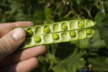Peas in  a pod