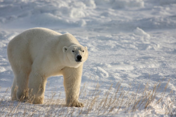 Fototapeta na wymiar Nied¼wied¼ polarny chodzenia na śniegu arktyczne, z opuszczoną głową
