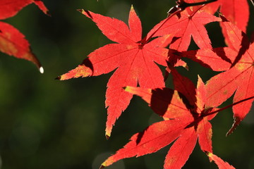 秋　小石川植物園　東京