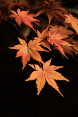 冬　六義園　東京