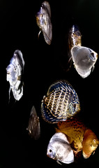 Fische im Aquarium