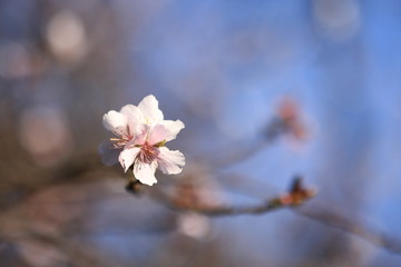 冬　小石川後楽園　東京