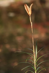 冬　小石川後楽園　東京