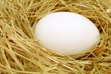 Egg in the nest.
