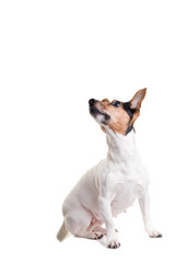 jack russel terrier