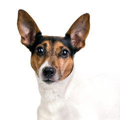 jack russel terrier