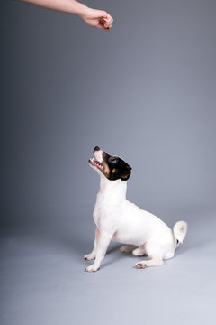 Jack Russel Terrier