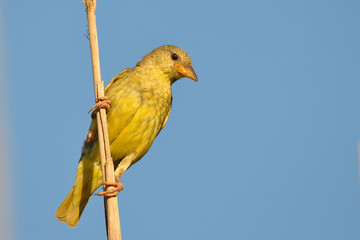 female masked weaver