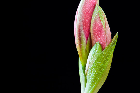 The amarylis flower on the black background