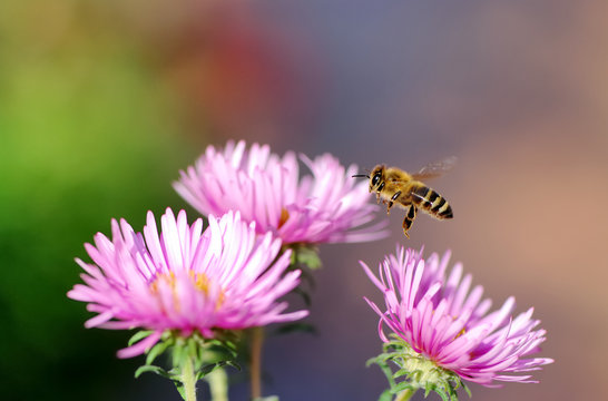 Flying Honeybee