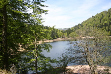 Etang dans les Vosges