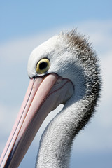 Australian Pelican