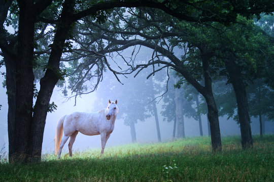 Horse in Foggy Morning Woods