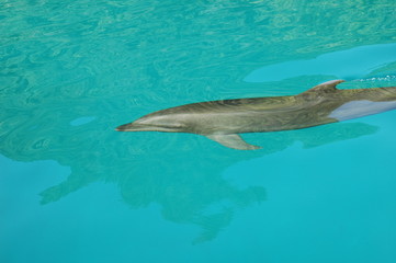 Obraz premium Dolphin