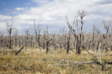 Waldbrand Mesa Verde NP USA