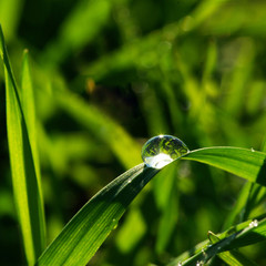 grass