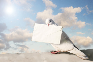 Obraz premium White dove with letter