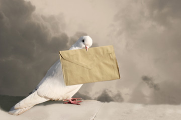 Fototapeta premium White Dove with old letter
