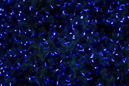 Blue Holiday Lights