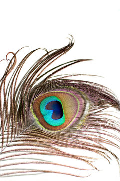 Peacock Feather