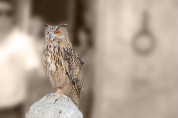 Eagle owl