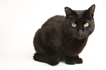 A black cat isolated on a white background.