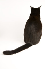A black cat isolated on a white background.