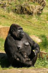 Mother gorilla with baby