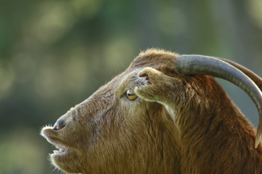 meckernde ziege