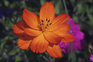 Cosmos ' Sul klondyke bright light'