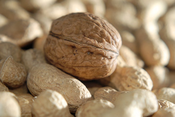 Einwanderer (Walnuss)