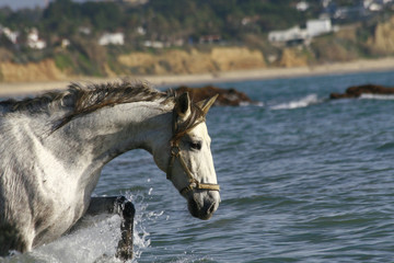 pferd im meer © Petra Eckerl